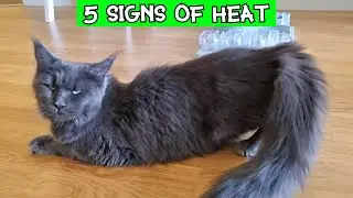 5 Signs of a Cat in Heat - Maine Coon Luna
