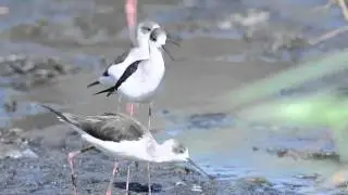 Birds of The Gambia and Senegal 20121214