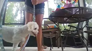 Have you seen my boy friend dog edit