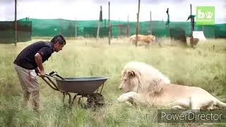 2017 Jugomaro Predator Park Tigers and Lions