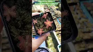 Drosera Graomogolensis Warna Dan Ukuran Mantab #shortsvideo #shortsviral #shortsfeed #shortvideo
