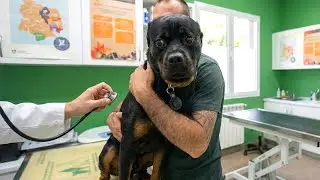 Smarty Funny Animal Video Clips 🐶 Funniest Dog Moments Ever Recorded 🤣