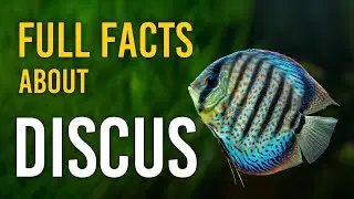 Discus Fish: Everything You Need to Know 🐠 Care, Varieties, and Breeding Guide