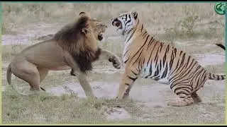 Lion Vs. tiger fight , very rare tough battle,  who wins ?