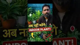 Indoor Plants Kyun Marr Jaate Hain? 🌿 Galtiyaan Jo Sab Karte Hain | #shorts #ytshorts #dildeshi