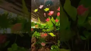 Aquarium theme restaurant #shorts #youtubeshorts 👏👍