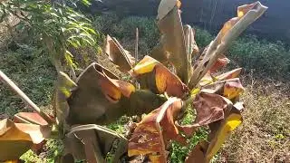My Defrosted Food Forest - Growing On the Edge 