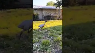 Emu Morning Run