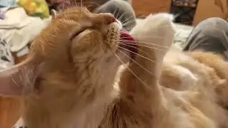 Кузико моет пузико, мурчательный и замечательный😻