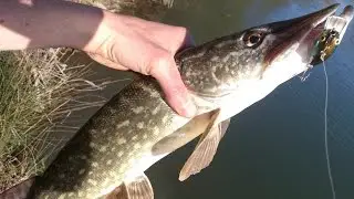 P&ecirc;che du brochet aux leurres durs [GoPro]