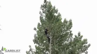 Trj&aacute;felling st&oacute;r tr&eacute;