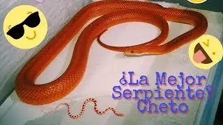 De Culebra a la MEJOR Serpiente para Principiantes| BIO RAT