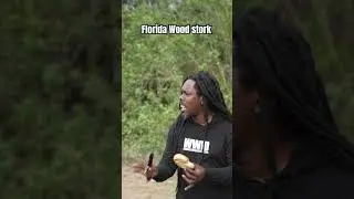 Florida wood stork