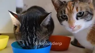 Decoding Cat Behavior: Why Do Cats Bite Then Lick?