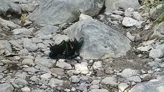 Earth magazine.Black butterfly extract water from the earth.#amazing #forest.