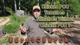 chicken poo tomatoes,Tomatoes without chicken poo ? #tomatoes #chickenpootomatoes