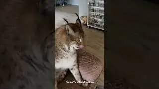 Lynx Marsel is not feeling well