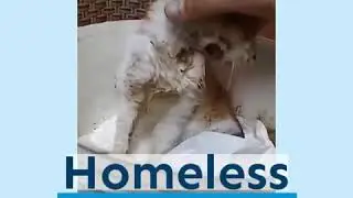 Cyprus cats shelter - Need your help!