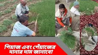 সরাসরি পিয়াজের দানার মাঠে, চাষীদের মুখ থেকে জানবো