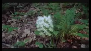 Hemlock Bluffs Walking Trail Cary NC