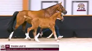 29. Tiger Lily Z  (To&egrave;mme de Regor Z x Jardonnay VDL)