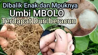 Tanaman Mbolo (Dioscorea bulbifera) Terdapat duri yang beracun #tanamanmbolo #duri #gembili