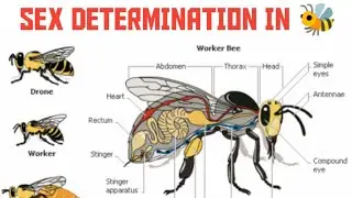 Sex determination in Honey Bee #ncert  #explore  #biology #neet2024