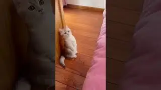 Check out the cute antics of this adorable cat as it stands on two legs #funny #cutecat #cat