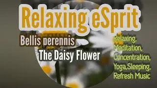 Bellis perennis,The daisy Flower and Relaxing,Meditation,Concentration,Yoga,Sleeping, Refresh Music