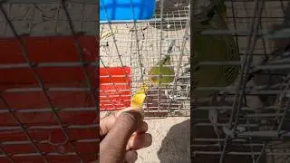 budgies parrot eating #shorts #budgies #parrot
