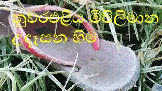 6 February 2022 Morning Snow | Nuwara Eliya | Meepilimana