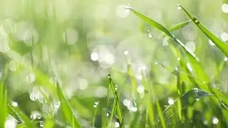 Grass Stock Video
