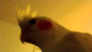 horror bird 1
