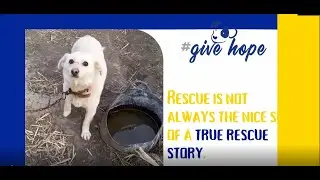 Rescue is not always the nice side of a true rescue story.