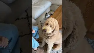 Оливер всегда ввязывается в дела #собаки #собачьякомедия