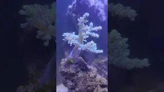 Soft Coral