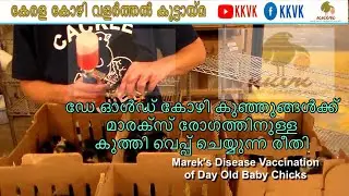 മാരക്സ് വാക്‌സിൻ കൊടുക്കുന്ന രീതി!!!((KKVK))