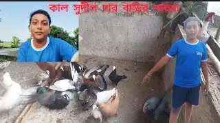 কালকে YouTuber সুদীপ দার বাড়ি গিয়েছিলাম ❤️#pigeon #lover #rajdwip #kabutar 