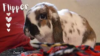 Dedicato a Flipper