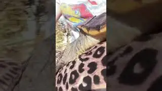 cute tame pet SLEEPING COMMON SNAPPING TURTLE stretches OUT in the sun- LONG tail, LONGER NECK!!