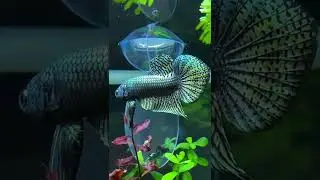 wild betta fish