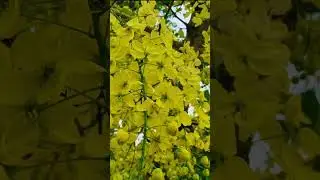 Spring Calling  #viral #viralvideo #nepal #viralshort #flowers #spring #visitnepal #flower