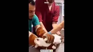 #cat #2024 #shortsviral #юмор #мем #shortsfeed #shorts #like #live #shortsvideo #shortvideo #short