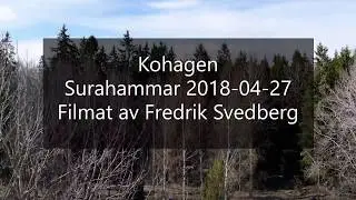 Kohagen - Surahammar 20180427