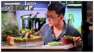 Shallow tank 打造绿色精致小桌面