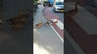 DUCKS CROSSING STREET NETHERLANDS