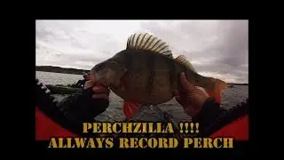 PERCHZILLA LAKE BIG PERCH.