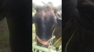 tow cow goship in field #cow #animals #pets #reels #youtubeshorts #shorts #love #pet #short #baby