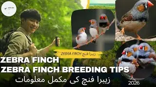 |Zebra Finch Complete Information| Zebra Finch Breeding Tips|زیبرا فنچ مکمل معلومات| @birdline1123 