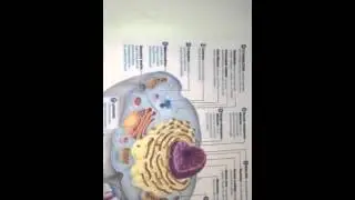 My favorite cell project by Noor M Samir